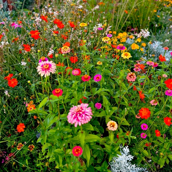 Meet your Posher, Benz Her - Picture 1 of 1